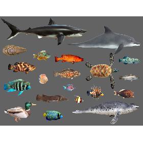 3D Low poly Fish Collection Animated - Game Ready Pack 2